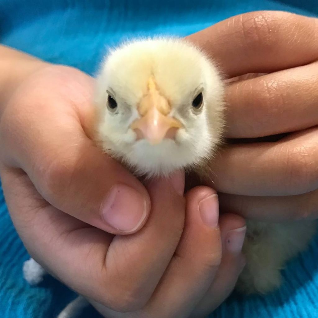 25 Animal Rescue Summer Camp Listen Here Animal Rescue Adelaide 25 Animal Rescue Summer Camp Listen Here Animal Rescue Adelaide