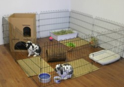 Bunnies living in an indoor exercise pen