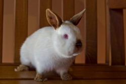 Christopher the Rabbit