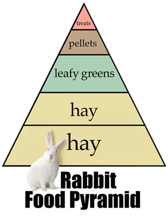 Rabbit Food Pyramid by Mary Ann Meier