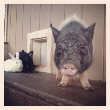 Pig, Harvest Home Animal Sanctuary