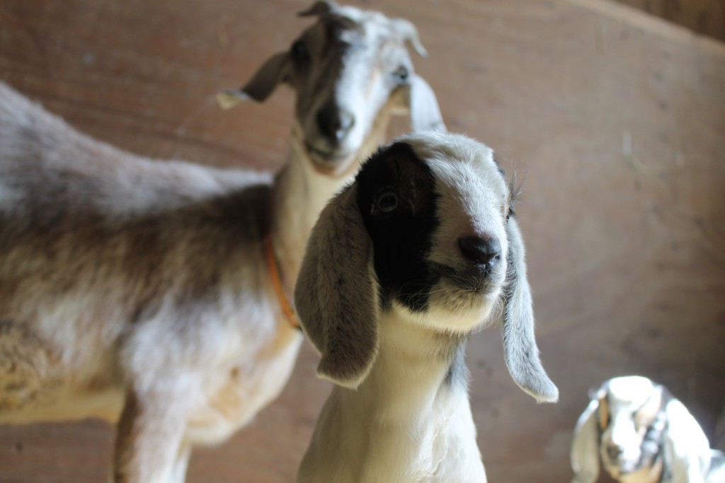 Help us name our newborn twin goats! Harvest Home Animal Sanctuary