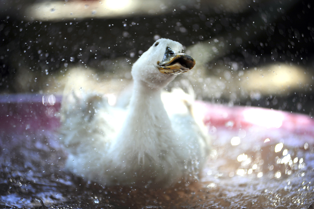 A rescued duck takes a bath in a pool at Harvest Home Animal Sanctuary in Stockton, CA on Saturday June 30th, 2012.  Harvest Home Animal Sanctuary will be celebrating the July 1st ban of the production and sale of foie gras in California.