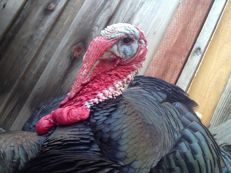 name-our-new-turkey