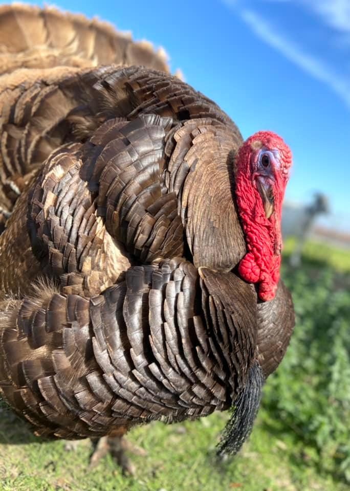 Celebrate Thanksgiving With Compassion: Sponsor A Turkey
